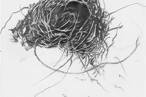Ensayo del primer dibujo de nido